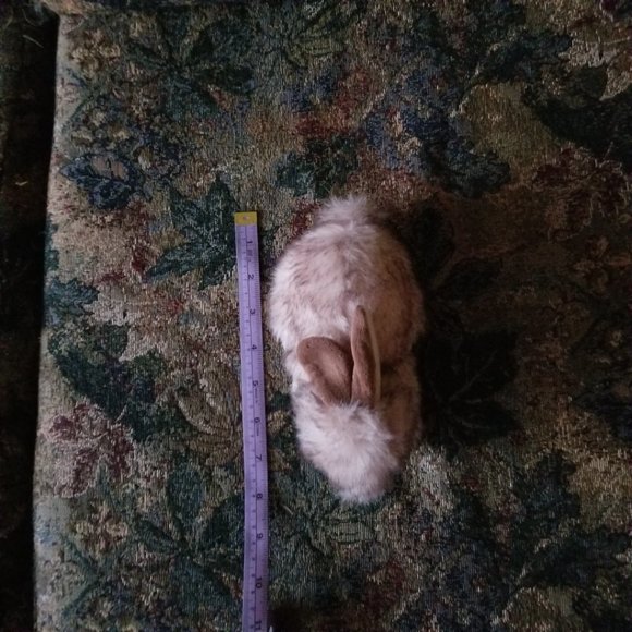 Buster, small rabbit soft, plush, realistic classic toy, Ty, pink-brown - Picture 8 of 8